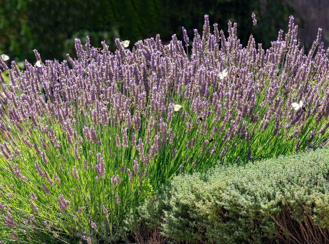 Erboristeria Officinale Sardegna-Luogosanto必去景点