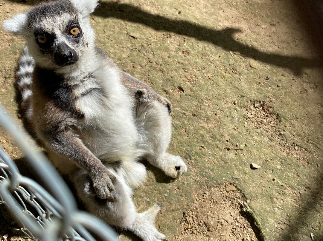 Parc Animalier Saint Martin景点图片