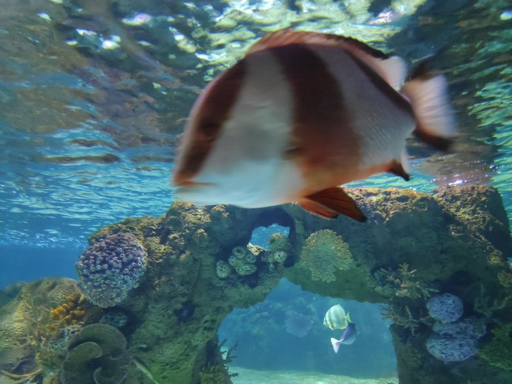 Israel Aquarium-耶路撒冷必去景点