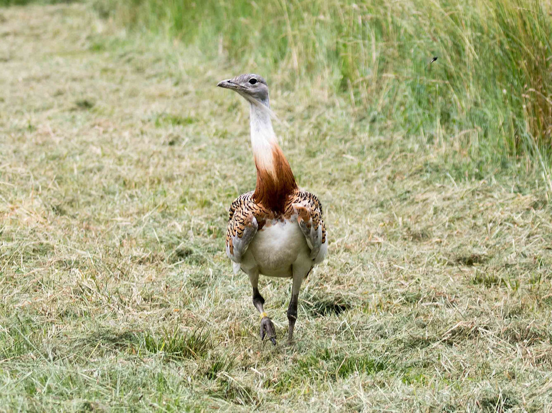 Watatunga Wildlife Reserve-金斯林必去景点