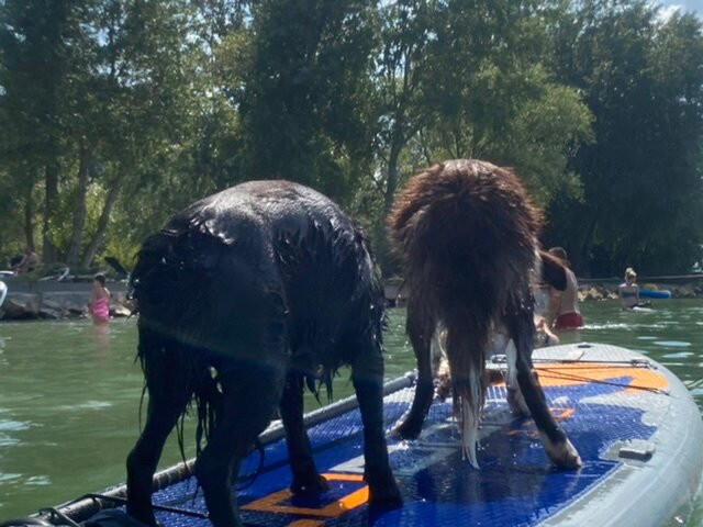 Fonyodi Dog Bathing景点图片