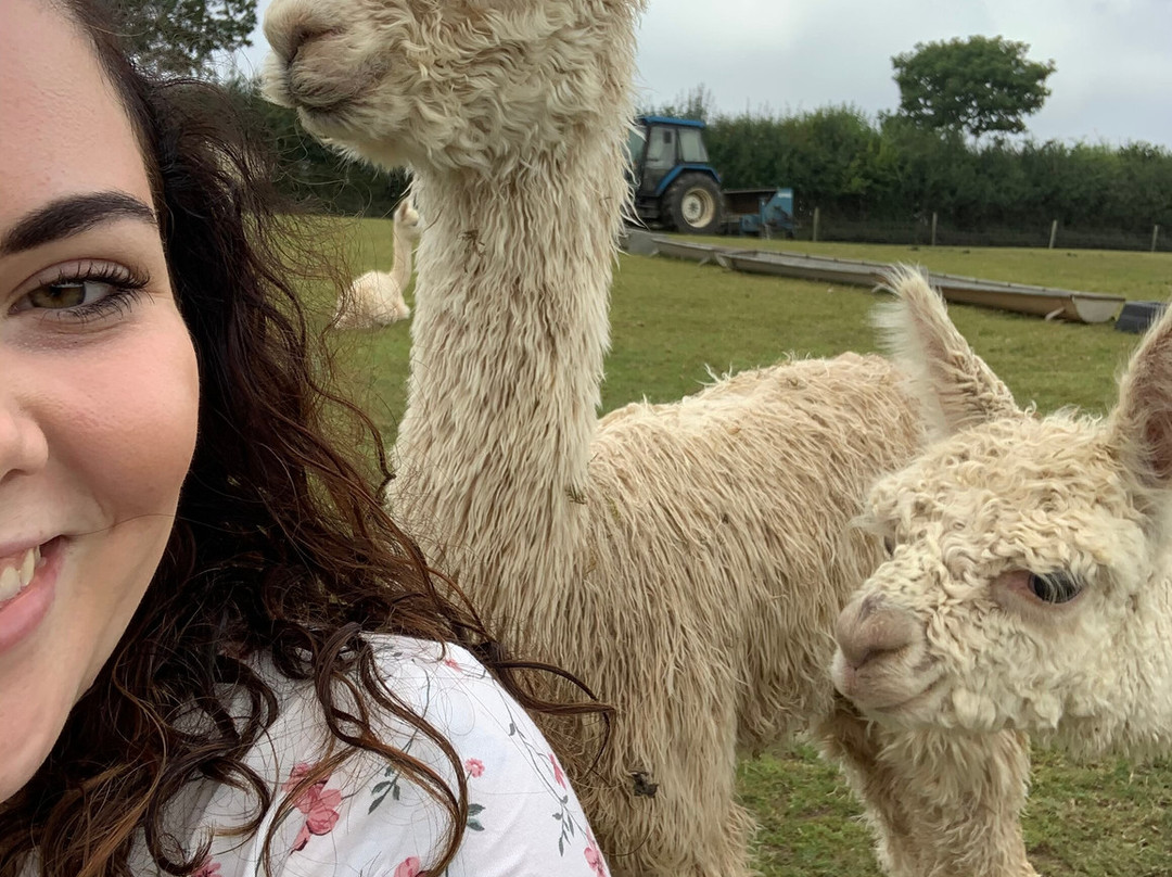 Popham Farm Alpaca Trekking-索尔塔什必去景点