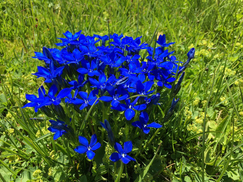 Melchsee Frutt Zentralschweiz-Melchsee-Frutt必去景点