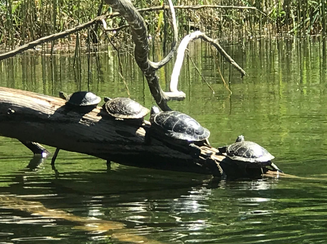 Base Camp Bigfork-Bigfork必去景点