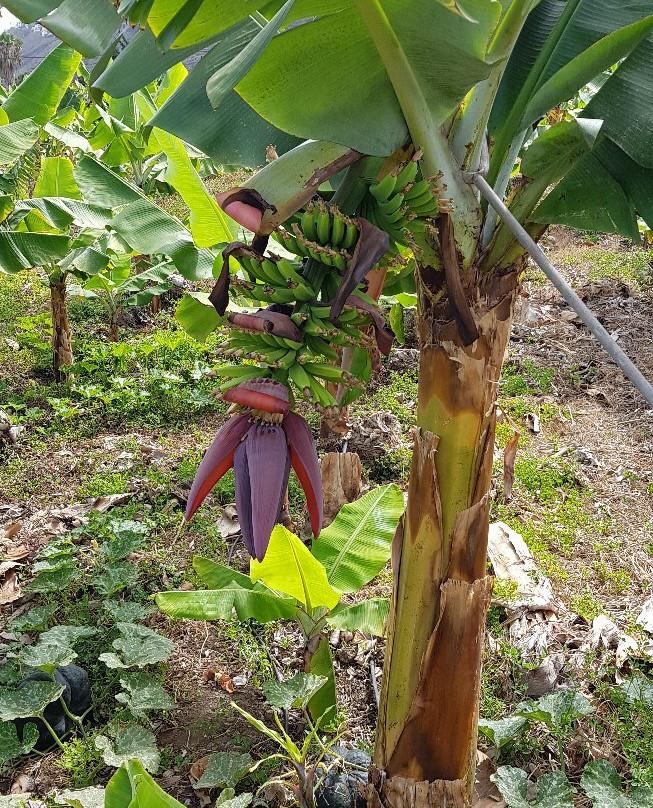 bananaECOplantation-La Orotava必去景点