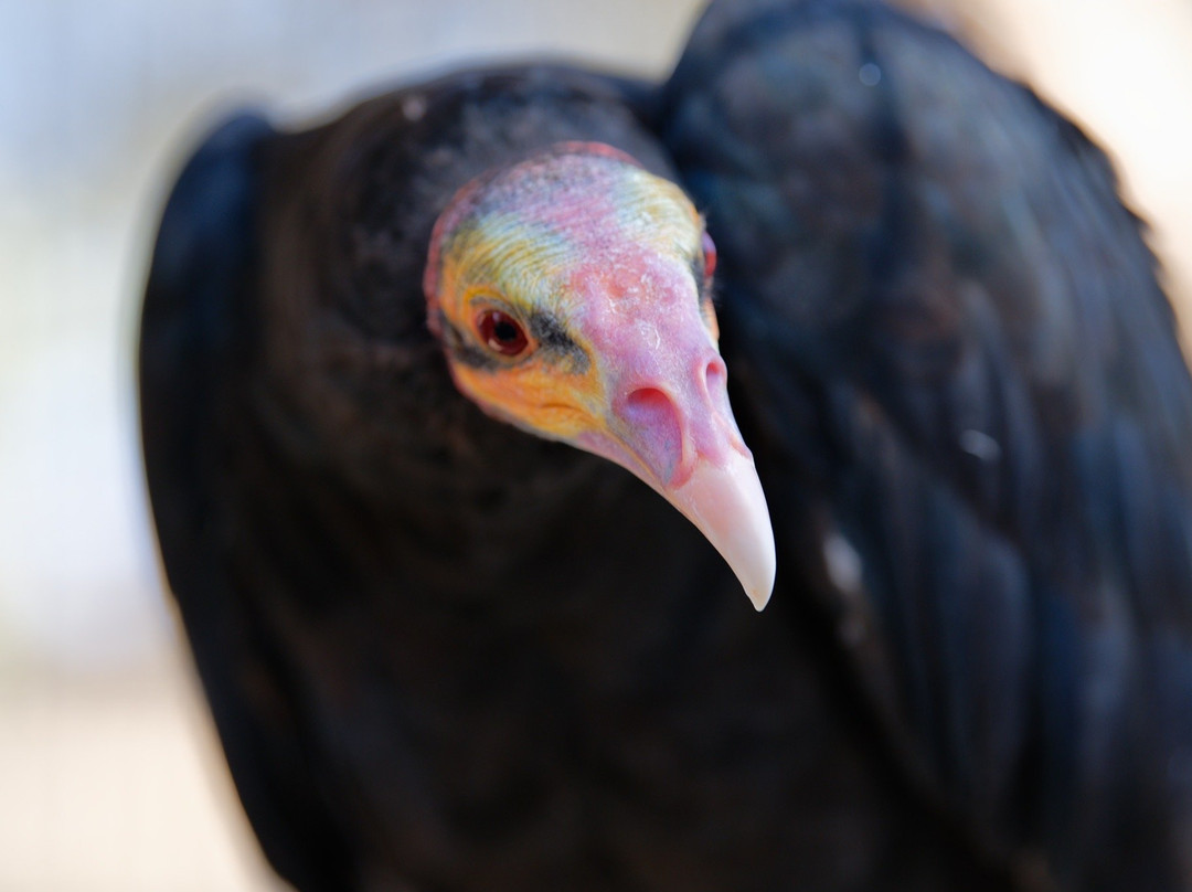 West Coast Falconry景点图片