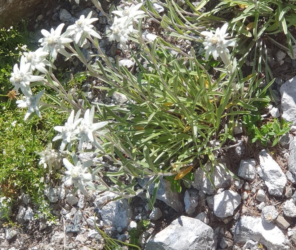 Botanical Garden Alpinum Schatzalp-Davos Platz必去景点