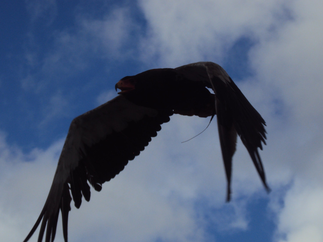 Burren Birds of Prey Centre-Ballyvaughan必去景点