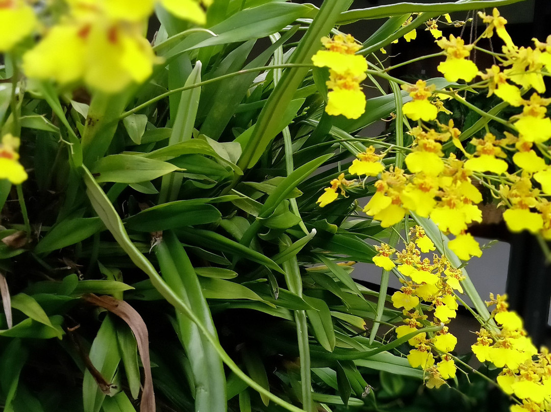 斯丽迪酒店主图