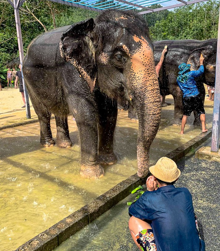 Green Elephant Sanctuary Park景点图片