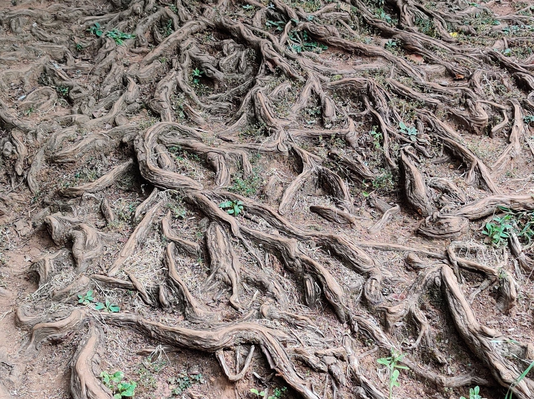 Government Botanical Garden景点图片