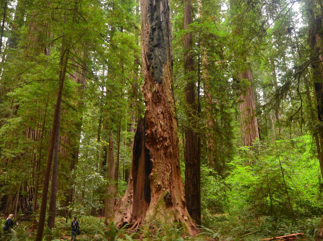 Stout Grove景点图片