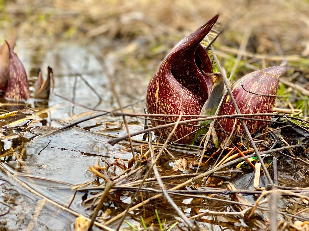 Kishwauketoe Conservancy-Williams Bay必去景点