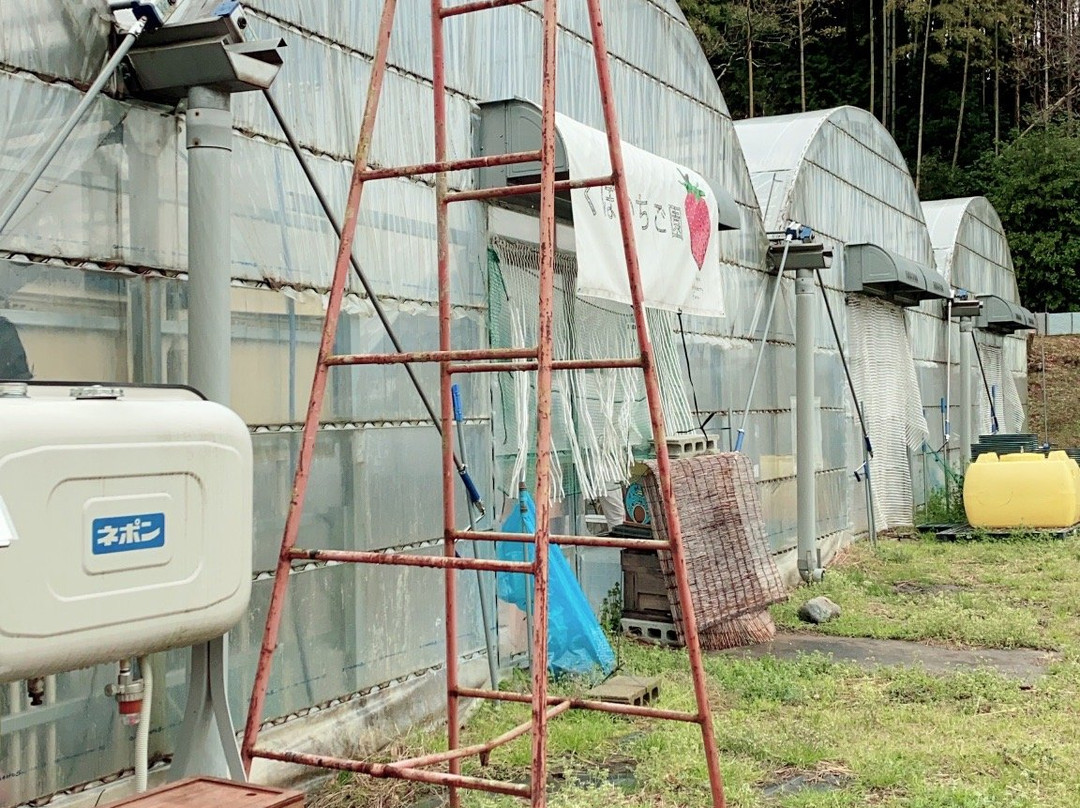 Kubo Strawberry Farm景点图片