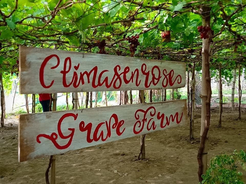 Climasenrose Grape Farm-San Fernando La Union必去景点
