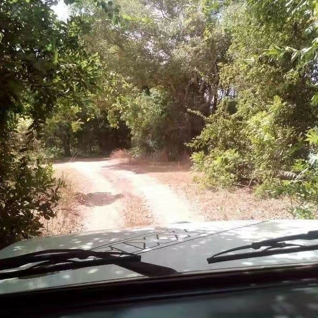 Minneriya Safari景点图片