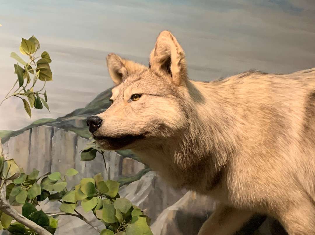 Schisler Museum of Wildlife & Natural History and McMunn Planetarium景点图片