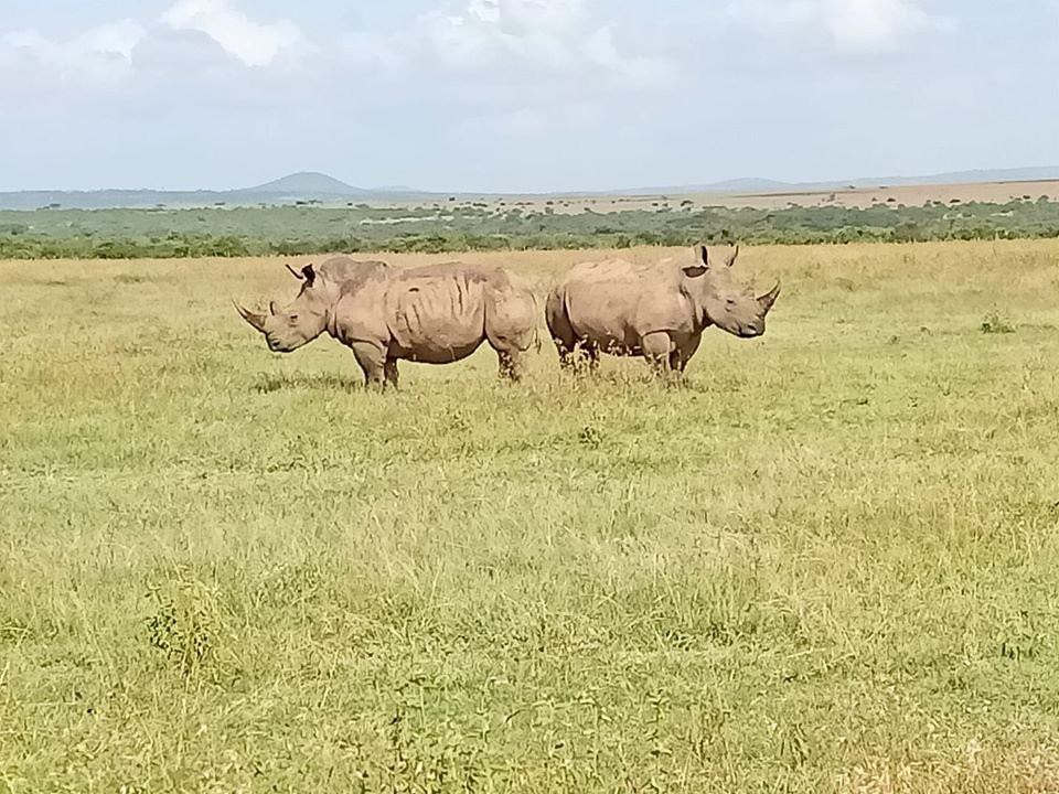 Solio Game Reserve-涅里必去景点