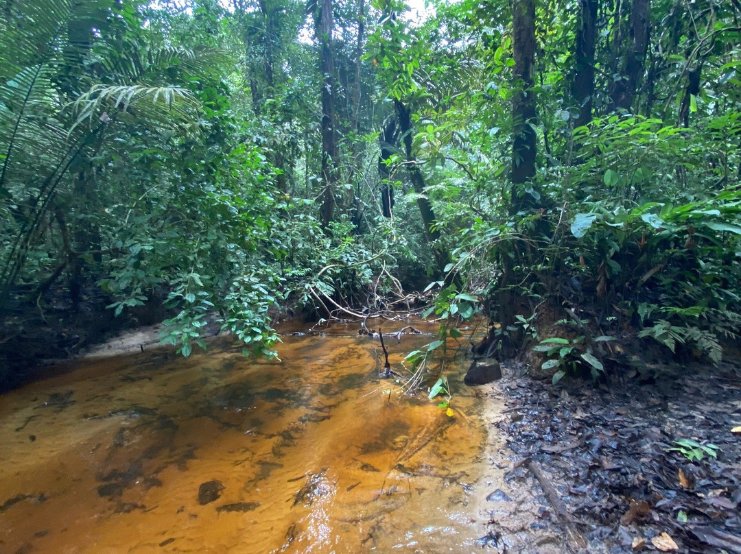 Reserva Natural Tanimboca景点图片
