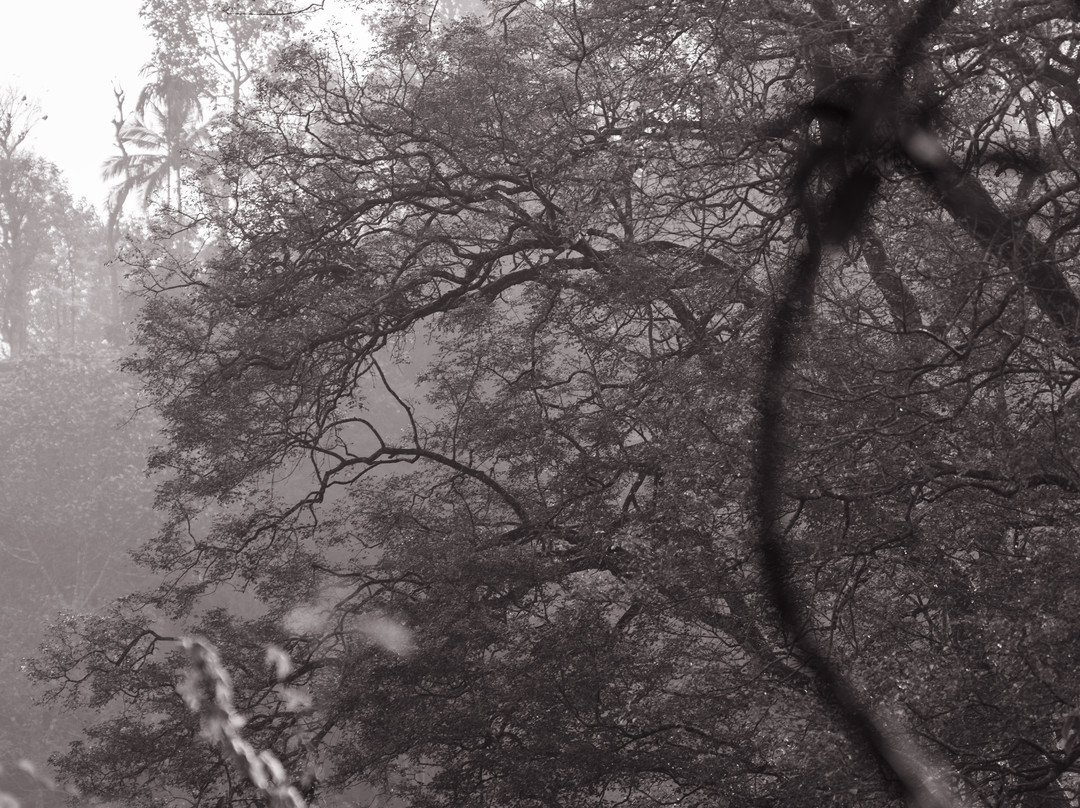 Indeevara Retreat主图