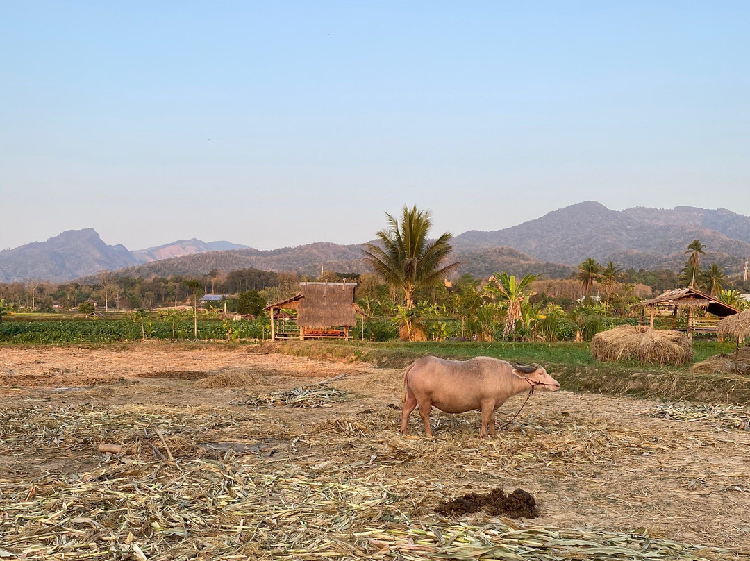 DaiDib DaiDee Permaculture Thailand景点图片