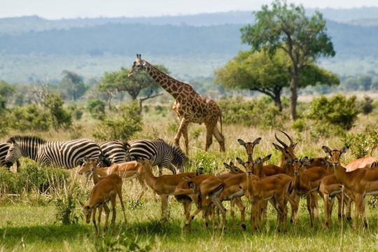 Hitch a Hike Adventurers Safari