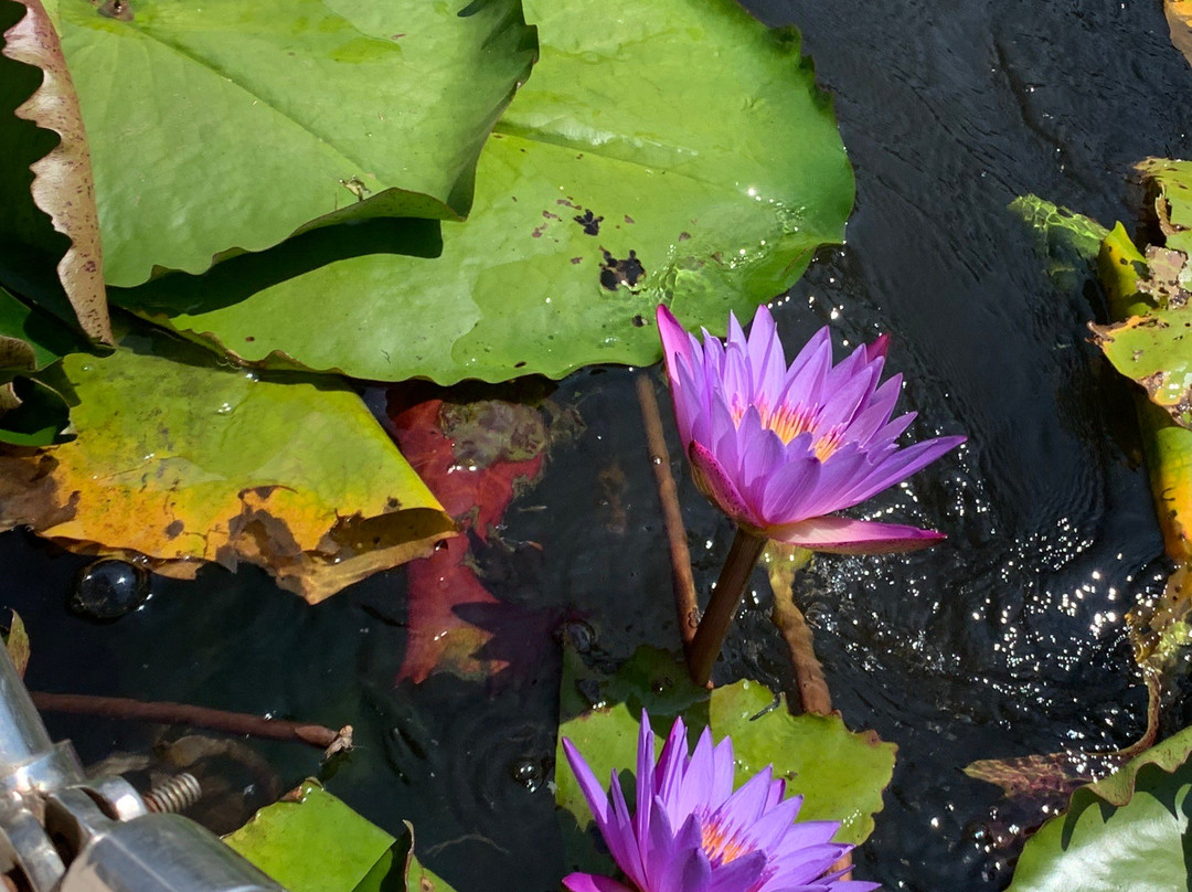 Karlad Lake-Thariyode必去景点