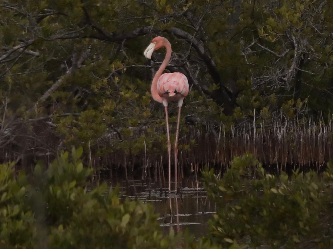Paradise Scooters-格雷斯湾必去景点
