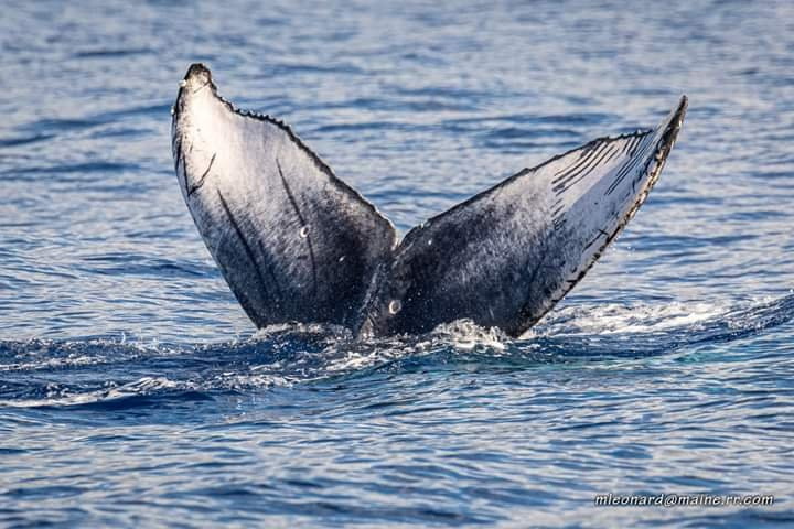 Whale Center of the Pacific景点图片