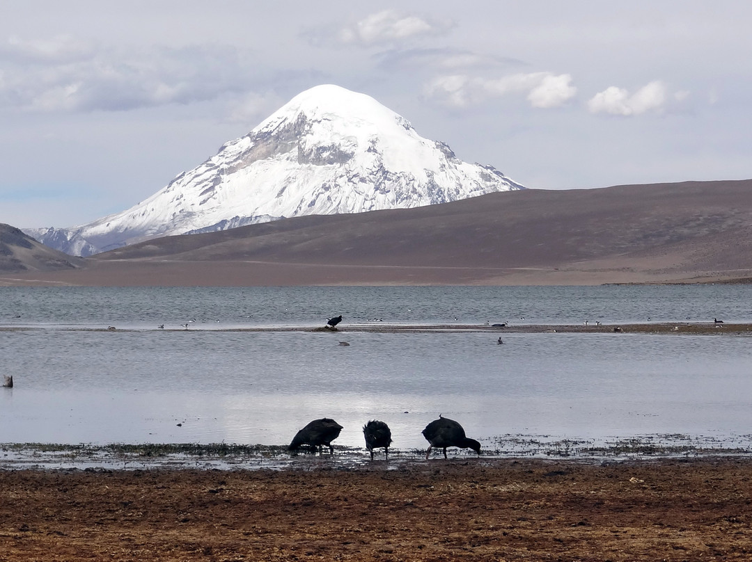 Parinacota Volcano-Putre必去景点
