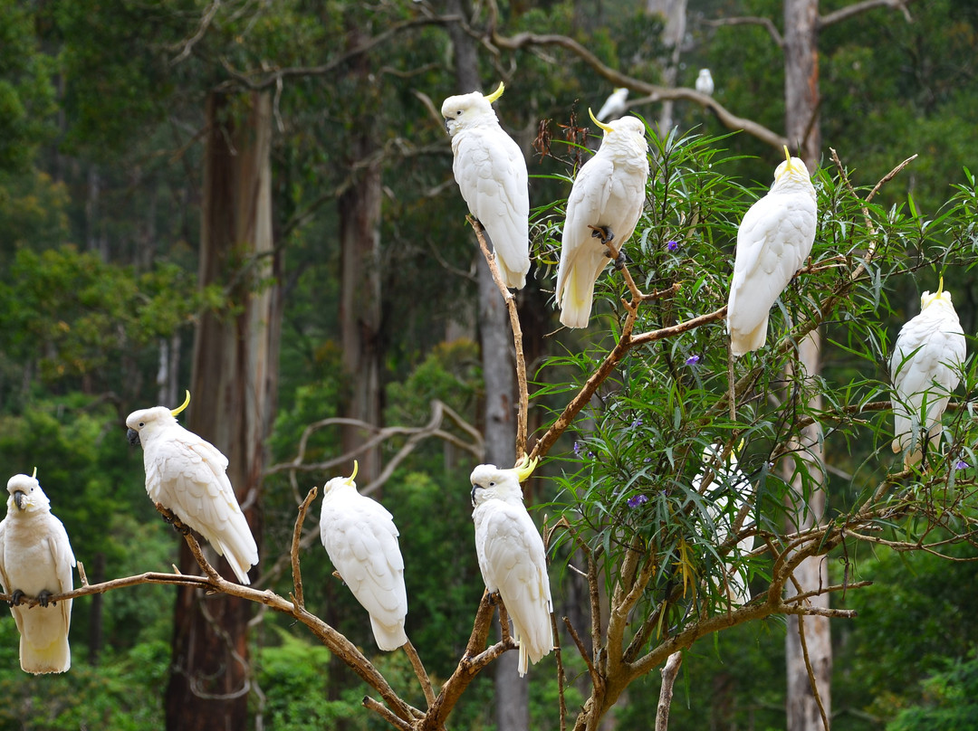 Grants on Sherbrooke-Kallista必去景点