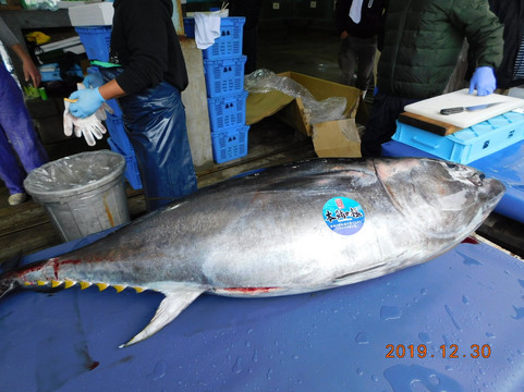 Okadaura Fishing Port-泉南市必去景点