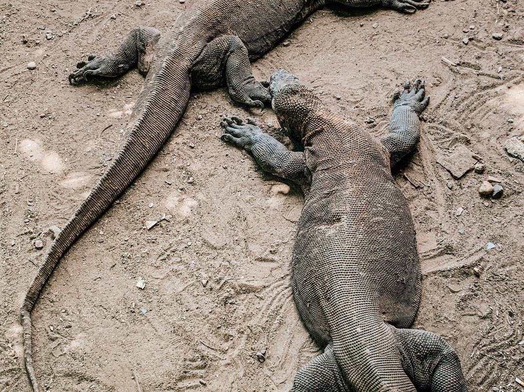 Bintang Komodo Tours-Labuan Bajo必去景点