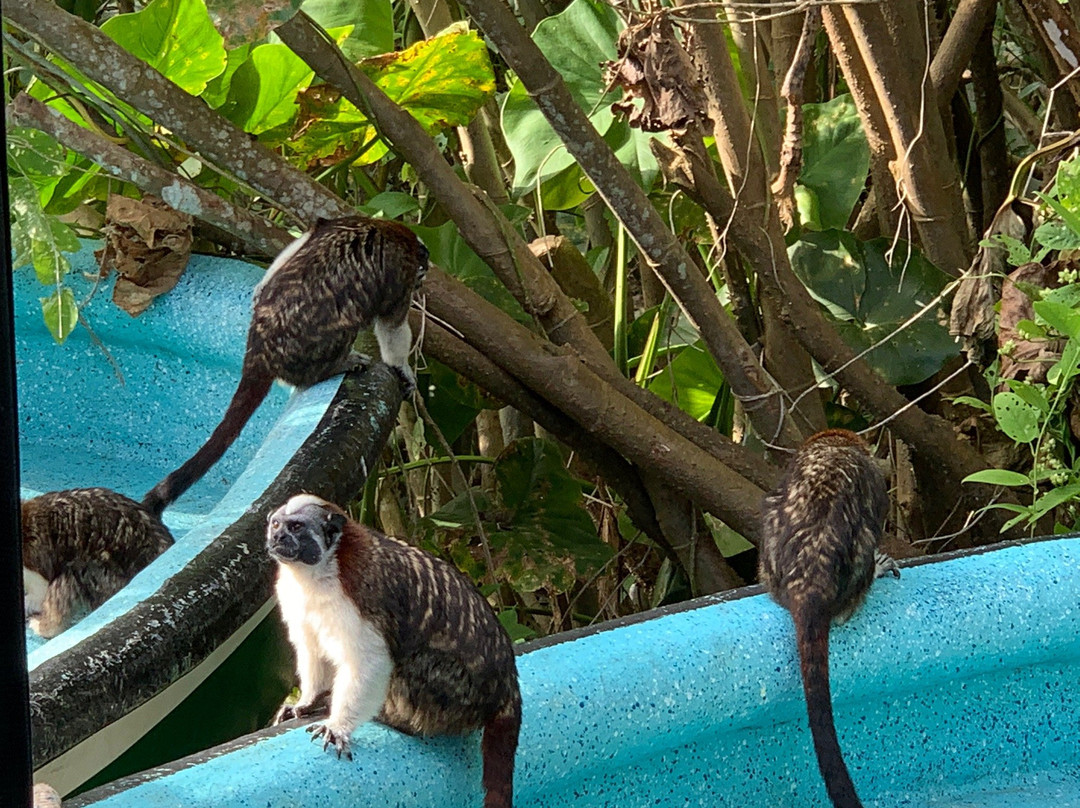 Gamboa Rainforest Resort Monkey Island Tour景点图片