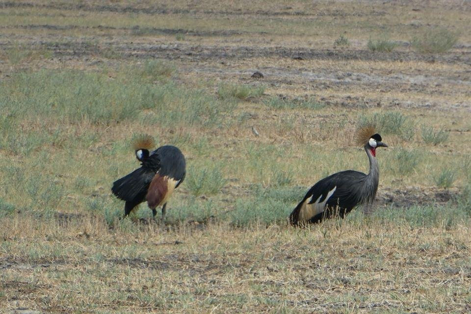 Boris P Safaris and Tours-李文斯顿必去景点
