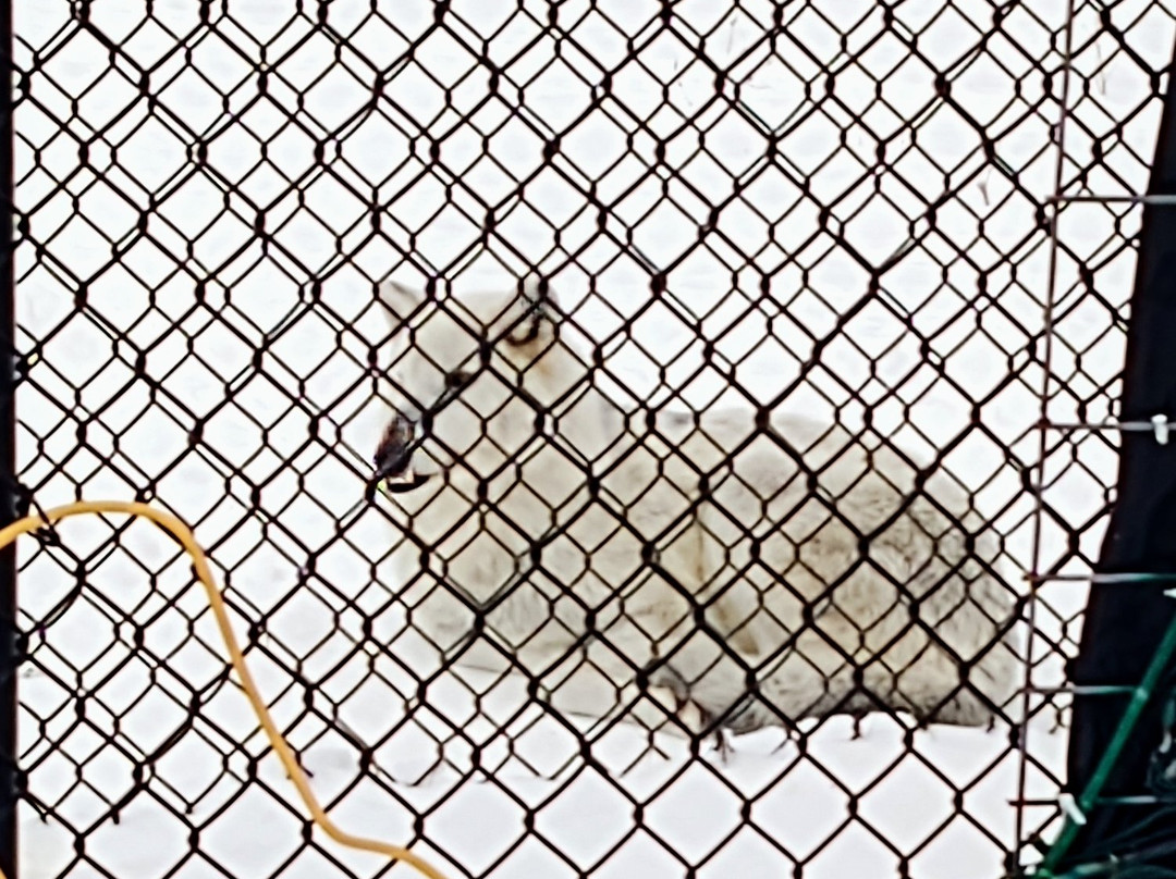 Wildwood Zoo-Marshfield必去景点