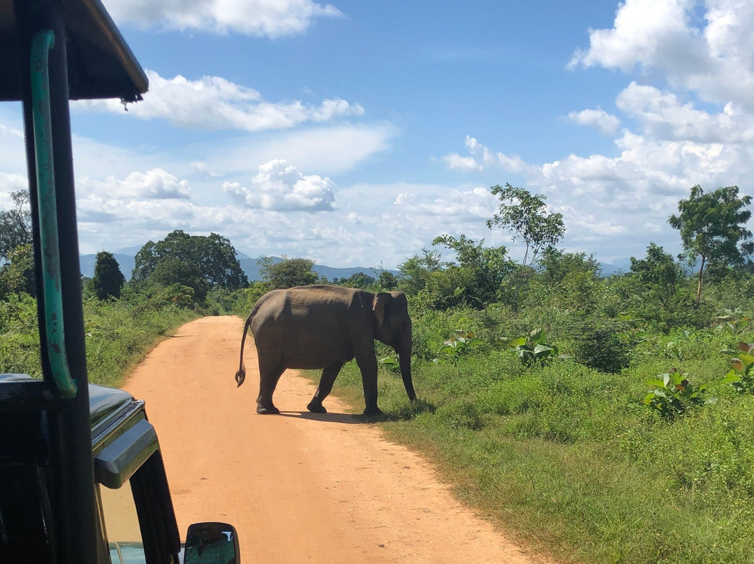 Safari in Sri Lanka景点图片