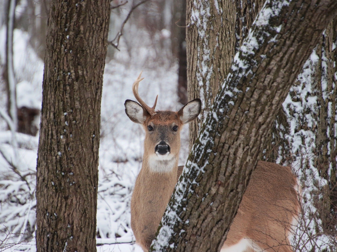 Schiller Woods-席勒公园必去景点