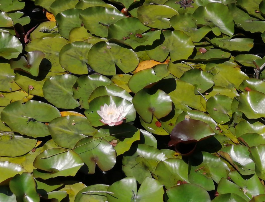 Laguna de los Lotos景点图片