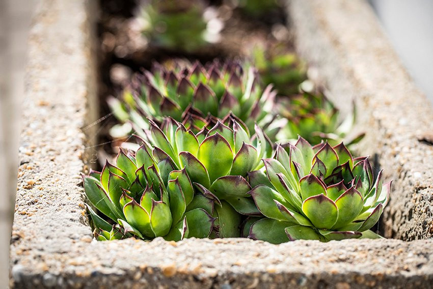 Sepp Kracher Ferienwohnungen主图