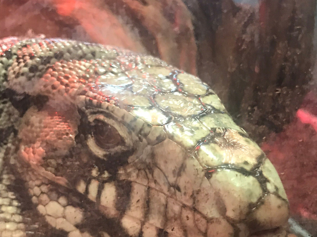 Burpee Museum of Natural History-罗克福德必去景点