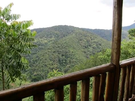 Bwindi View Bandas
