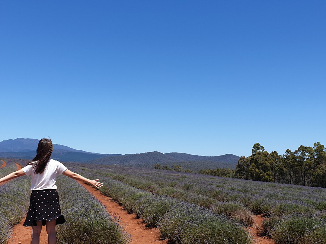 Heart Of Tasmania Tours-霍巴特必去景点