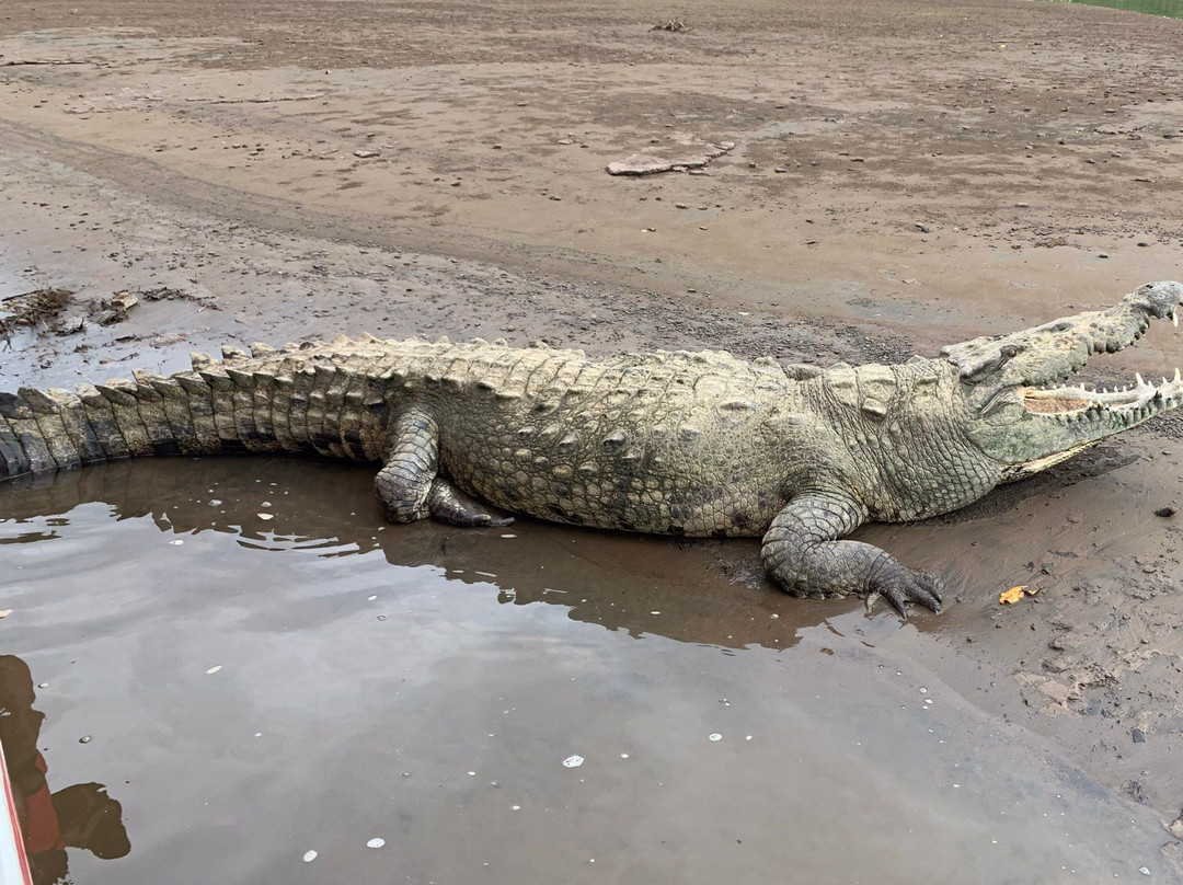 Crocodile Man Tour景点图片
