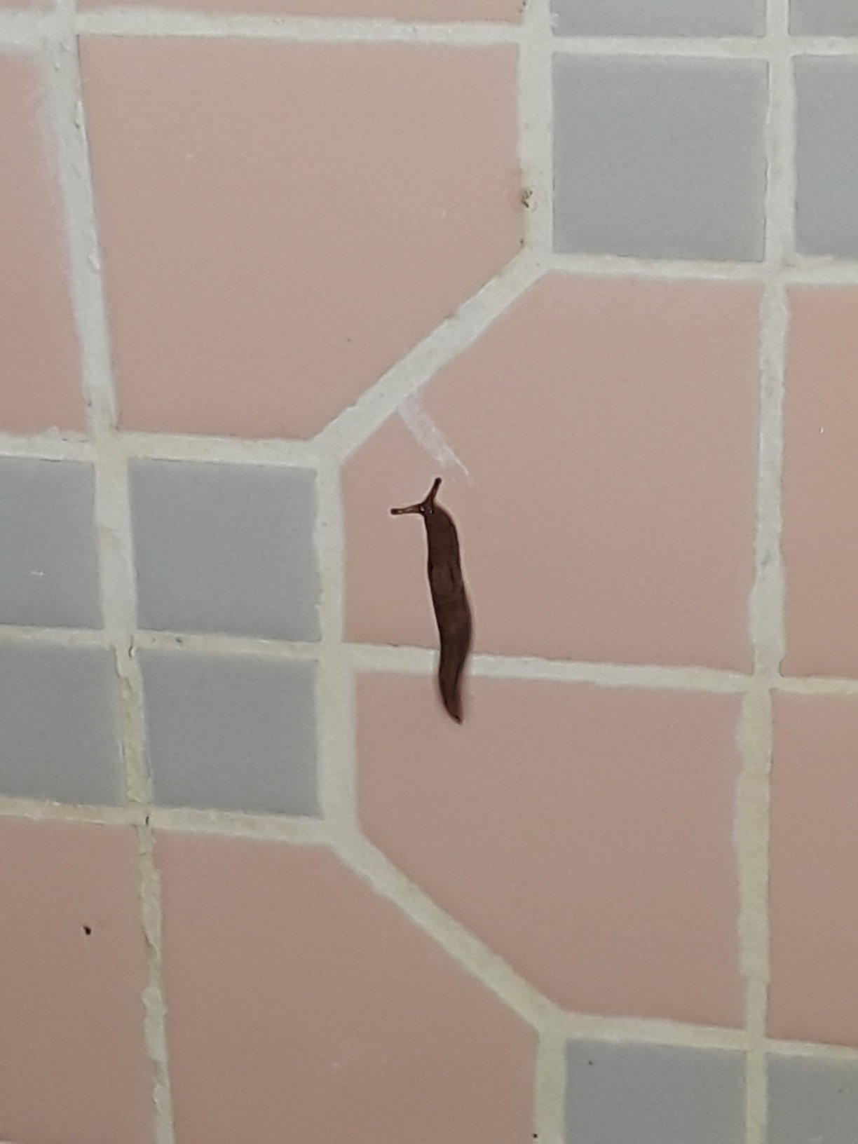 Lighthouse Inn-portrait