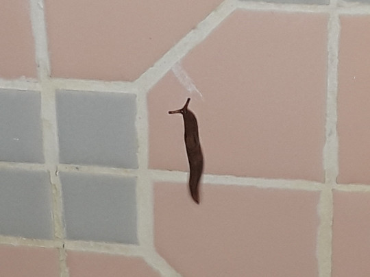 Lighthouse Inn主图