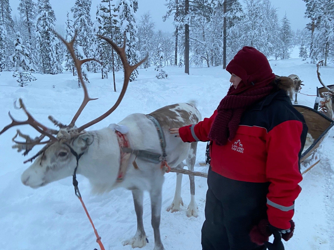 Saariselka Reindeer Farm景点图片