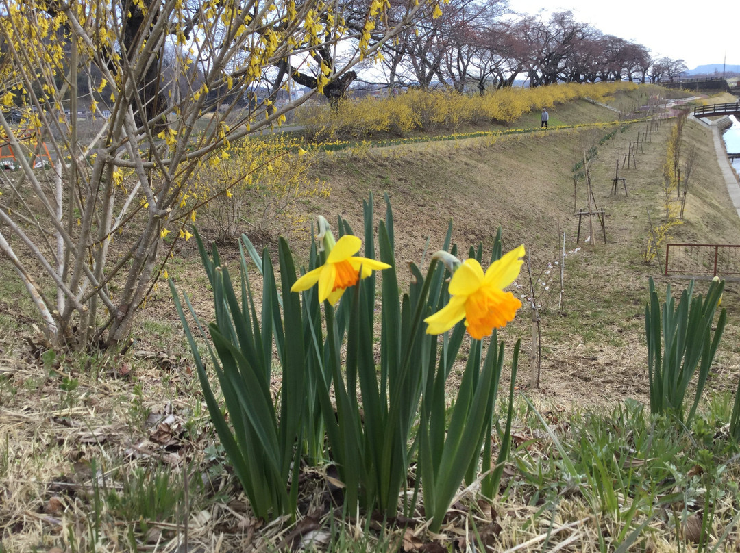 Shiroishigawa Senou Park-柴田町必去景点