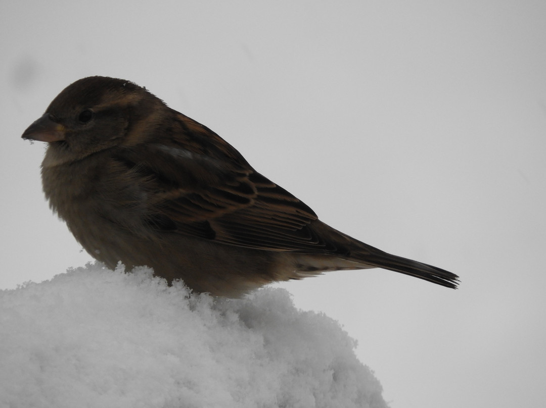 Dufferin Islands Park-尼亚加拉大瀑布必去景点