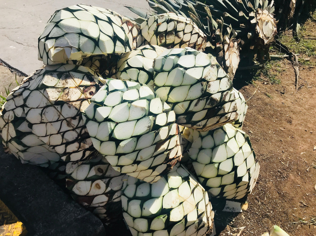 Tequila Herradura-Amatitan必去景点